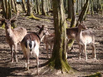 Damwild, Foto+Copyright Ute Schmidt, CC BY-SA.JPG
