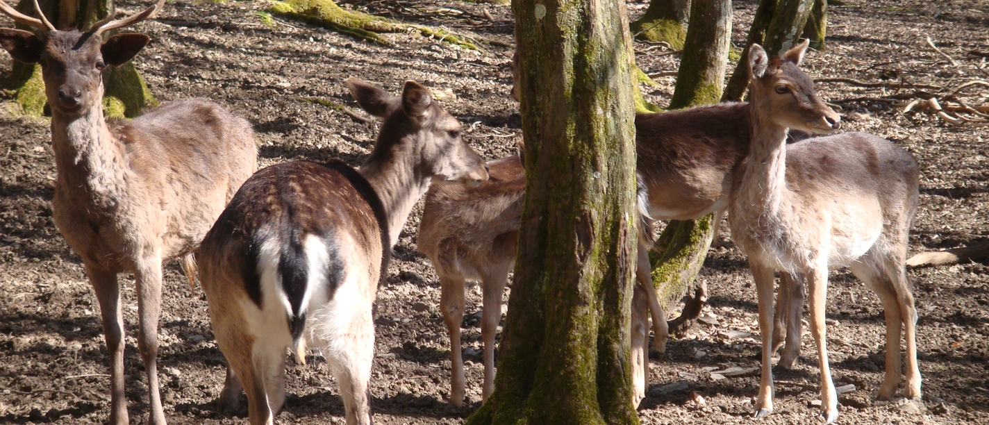 Damwild, Foto+Copyright Ute Schmidt, CC BY-SA.JPG