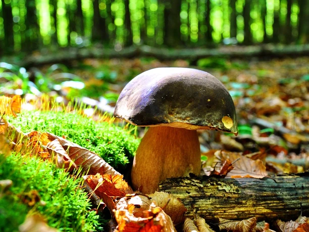 mushroom-620881_1280.jpg