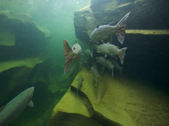 Eventbild Webseite 1440x1080 WWF Lachs