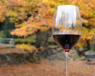 Weinprobe im Herbstwald