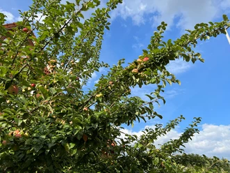 Äpfel Apfelbaumzweige mit rot-grünen Äpfeln vor blauem Himmel mit weißen Wolken.