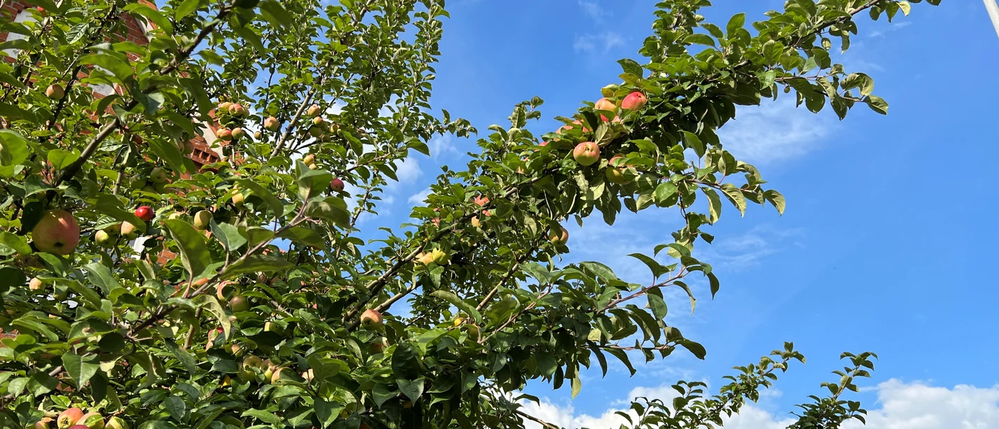 Äpfel Apfelbaumzweige mit rot-grünen Äpfeln vor blauem Himmel mit weißen Wolken.