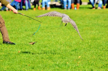 Greifvogel Spannende Flugshow: Ein Falke jagt im rasanten Tiefflug über eine saftig grüne Wiese.