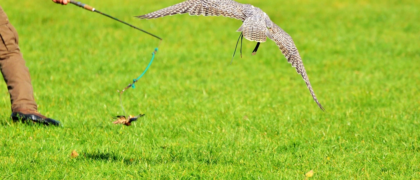 Greifvogel Spannende Flugshow: Ein Falke jagt im rasanten Tiefflug über eine saftig grüne Wiese.