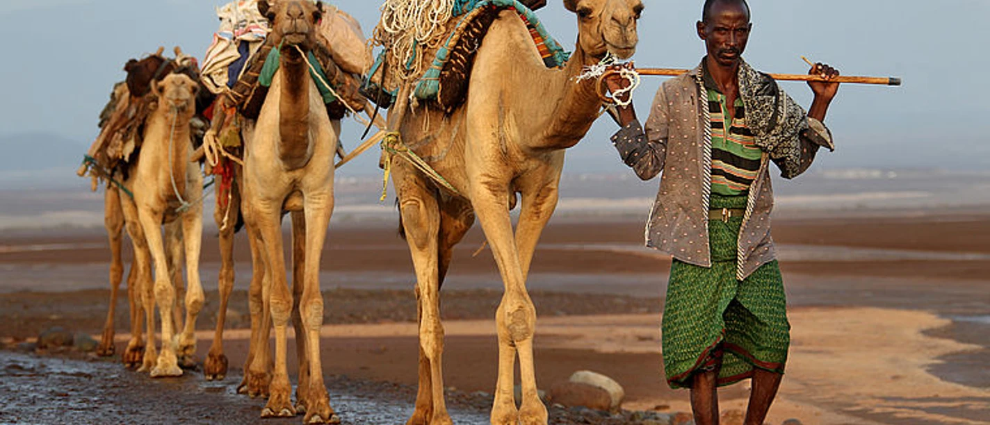 selected_csm_cropmiddle_Pressebild_Afrika_Highlights_-_Karawane__Danakil__AEthiopien_827f38a4e5.jpg