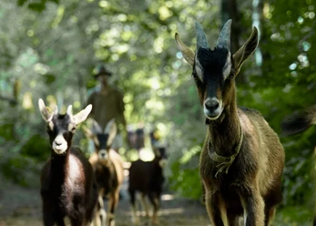Ziegenwanderung