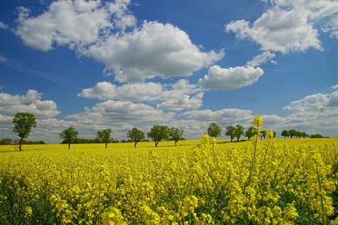 Rapsblüte auf der Ottensteiner Hochebene