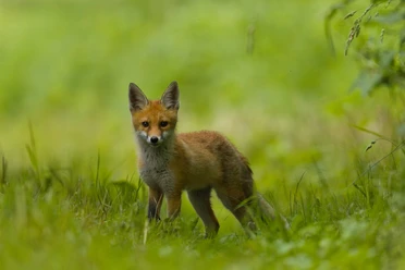 Utzenstorfer Fuchs (Foto von Michele Marino)