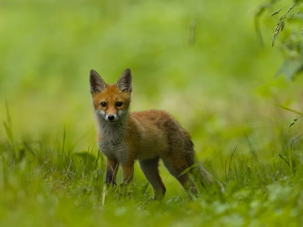 Utzenstorfer Fuchs (Foto von Michele Marino)