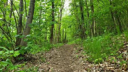 Über naturbelassene Pfade hinauf auf den Weddelberg