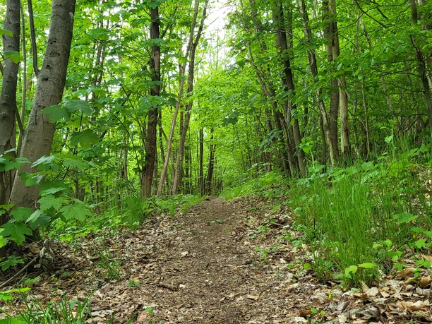 Über naturbelassene Pfade hinauf auf den Weddelberg
