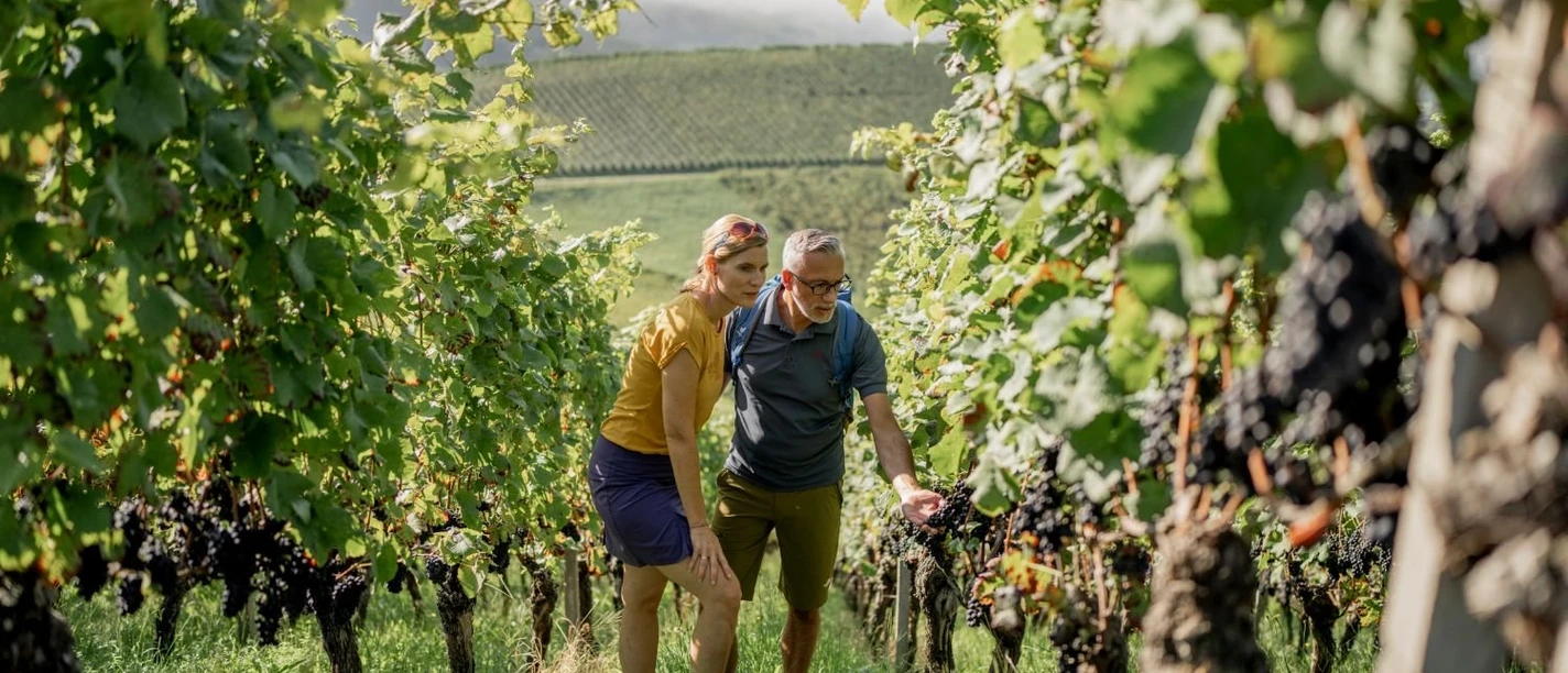 Oberkircher Weinwanderung