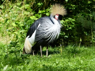 Kronenkranich