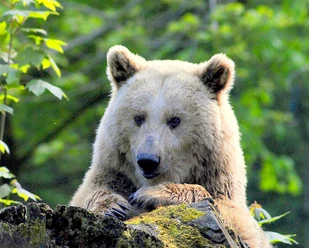 2013 Syrischer Braunbär (8)