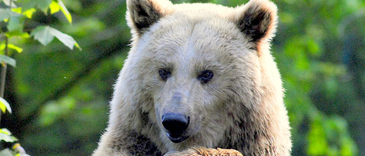 2013 Syrischer Braunbär (8)