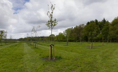 S7841 (c) Helmut Gross_Erlebnis Bremerhaven_WEB.jpg Junge, frisch gepflanzte Bäume mit Holzpfählen auf einer Wiese, dahinter ein dichter Wald.