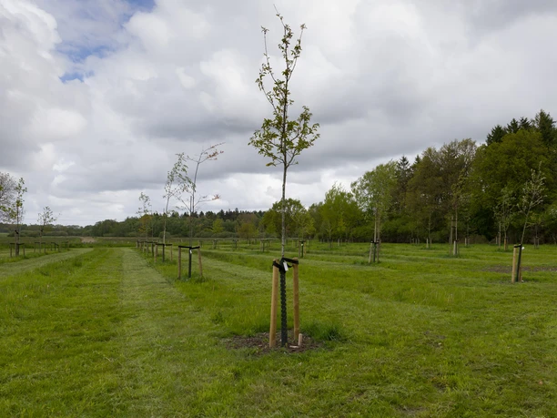 S7841 (c) Helmut Gross_Erlebnis Bremerhaven_WEB.jpg Junge, frisch gepflanzte Bäume mit Holzpfählen auf einer Wiese, dahinter ein dichter Wald.