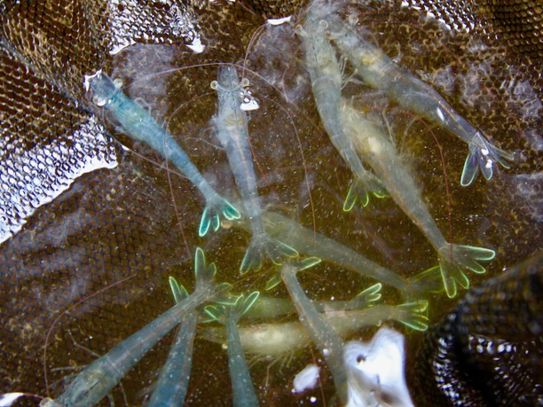 Landgarnele