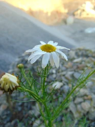 Wildkraeuter_Foto_Paulina_Kahlert-scaled.jpg
