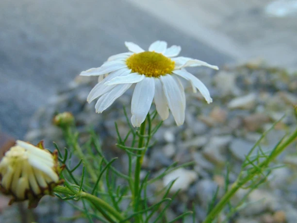 Wildkraeuter_Foto_Paulina_Kahlert-scaled.jpg