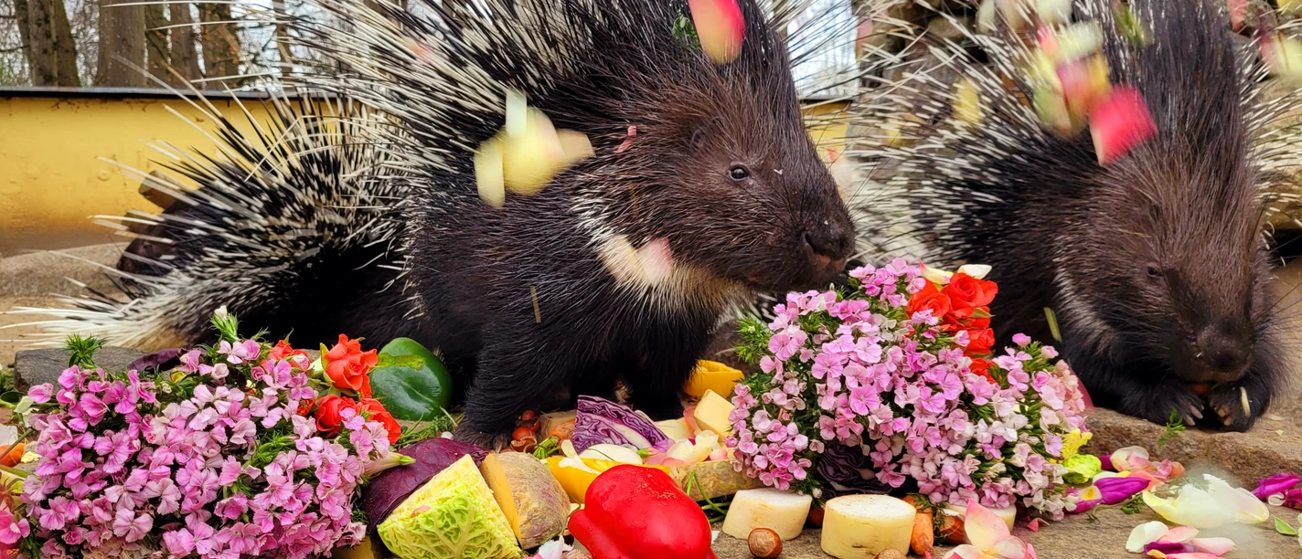 Stachelschweine im Zoo Stralsund