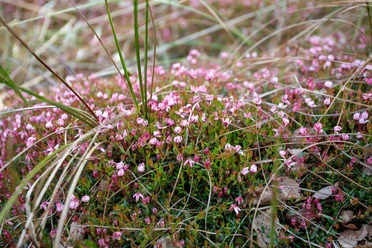 2025 05 23 5D4_1012 Moosbeere Hollweger Moor Lorenz.jpg