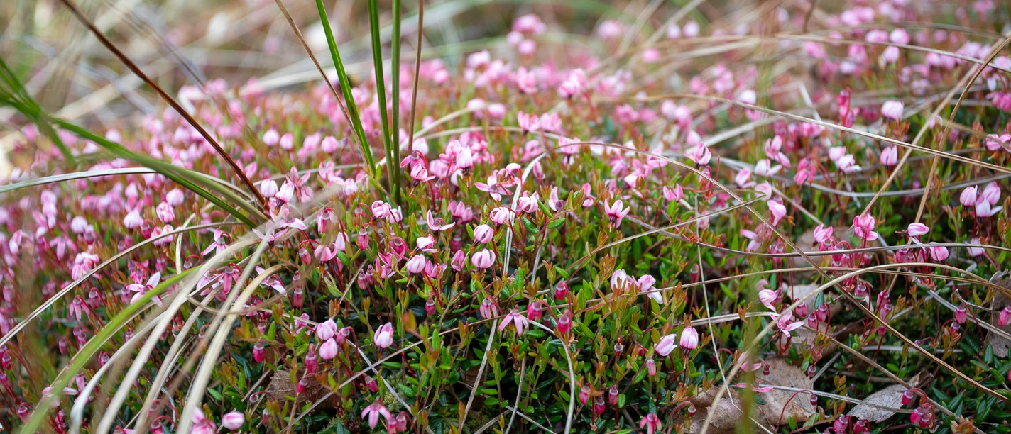 2025 05 23 5D4_1012 Moosbeere Hollweger Moor Lorenz.jpg
