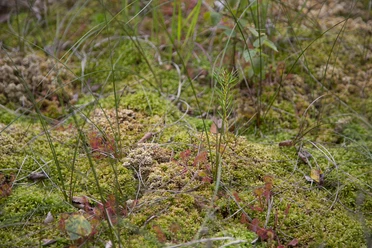 2016 06 30 5D3_3654 Fintlandsmoor (1).jpg Nahaufnahme der Moorvegetation mit Torfmoos, Gräsern.