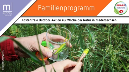 Outdoor-Aktion: Insektenvielfalt rund ums Museum Lüneburg