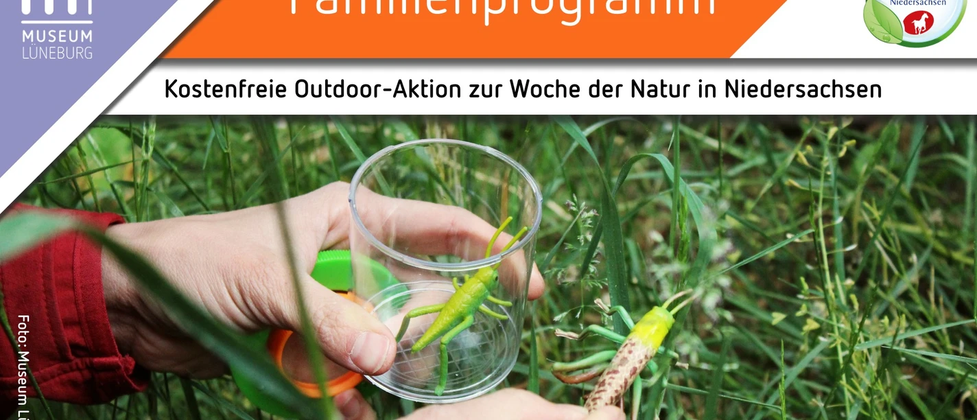 Outdoor-Aktion: Insektenvielfalt rund ums Museum Lüneburg