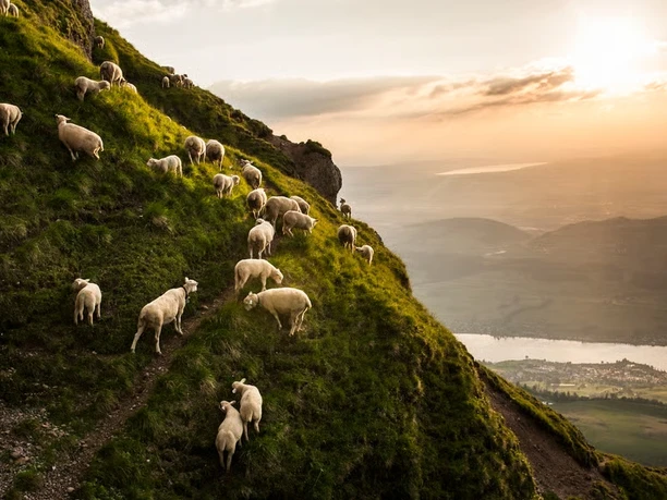 Rigi-Ganzjahr-Aussicht-Schafe-auf-der-Wiese.jpg