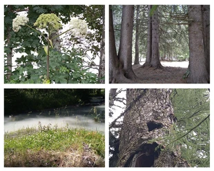 Foto Goms HeilpflanzenNaturenergien (1).jpg