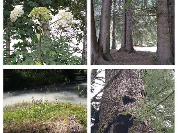 Foto Goms HeilpflanzenNaturenergien (1).jpg