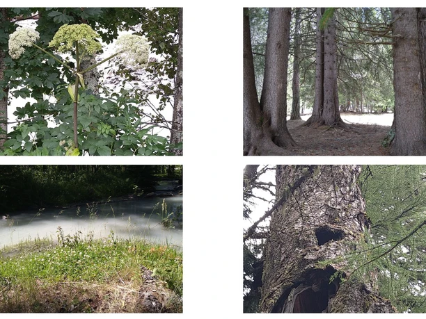 Foto Goms HeilpflanzenNaturenergien 2.jpg