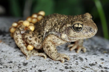 © Andreas Meyer / info fauna – karch