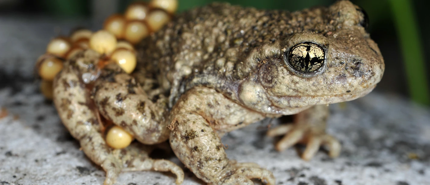 © Andreas Meyer / info fauna – karch