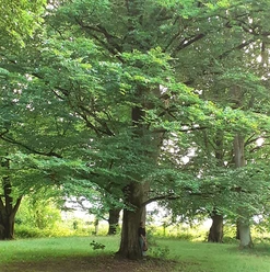 Waldweg