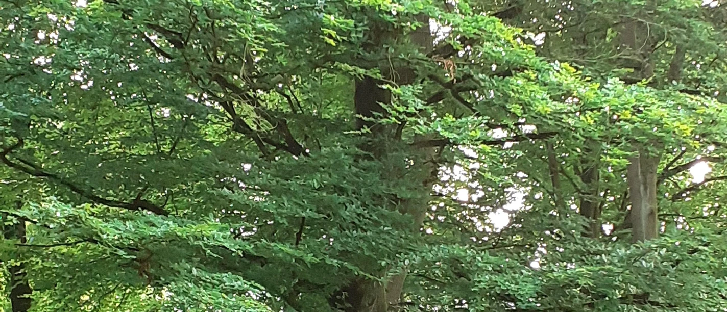 Waldweg