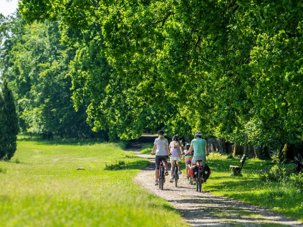 radfahren-naturschutzgebiet-bispingen.jpg Eine Familie radelt auf einem sonnigen Weg zwischen großen Bäumen und der grünen Heide im Naturschutzgebiet Lüneburger Heide.