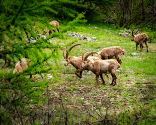 steinbock_nufenen-8.jpg