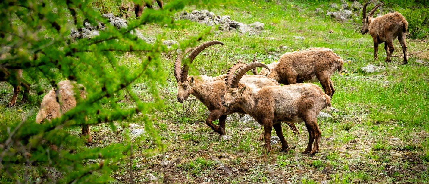 steinbock_nufenen-8.jpg