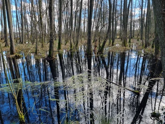 Salemer Moor