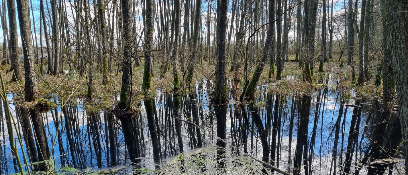 Salemer Moor