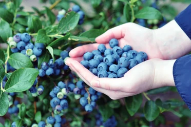 Spargelhof Winkelmann - Heidelbeerfest Hände halten frisch gepflückte Heidelbeeren am Strauch