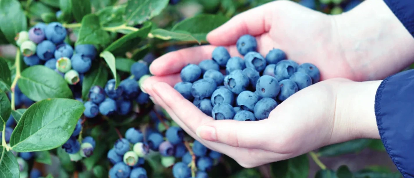 Spargelhof Winkelmann - Heidelbeerfest Hände halten frisch gepflückte Heidelbeeren am Strauch