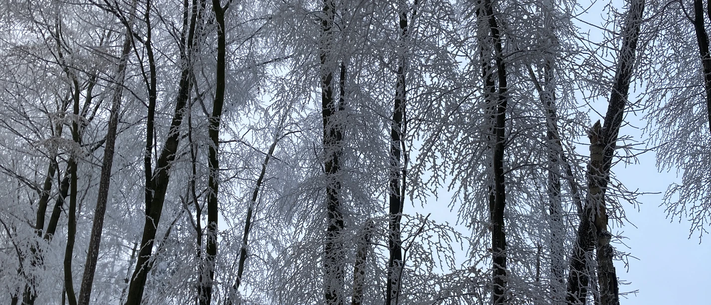 Winterliche Landschaft Wiehenturm.jpeg Vereiste Baumkronen am Wiehenturm im Winter, Raureif überzieht Äste und Waldboden.