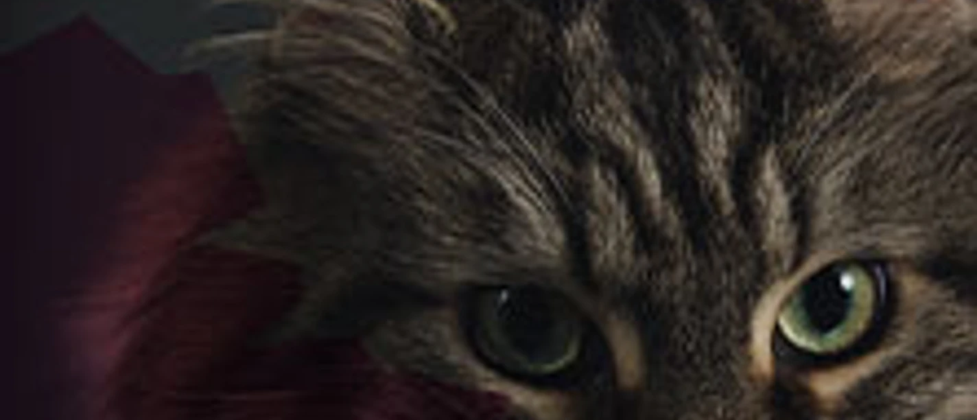 Nahaufnahme einer Katze vor dunklem Hintergrund mit Tourtitel und Bandname in kräftiger Schrift