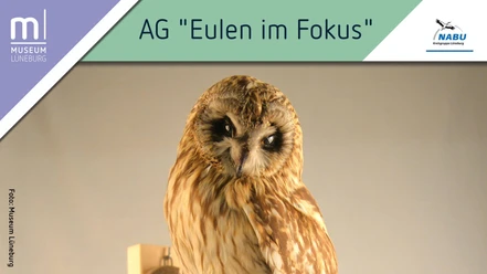 AG "Eulen im Fokus" im Museum Lüneburg