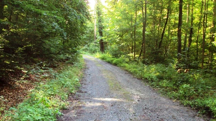Ein sonnenbeschienener Waldweg verläuft durch einen dichten, grünen Laubwald.